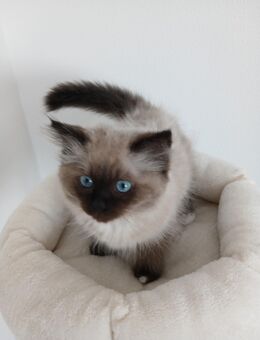 Heilige Birma Kater 3 Monate alt! Kitten Katzenbaby Katzen Katze - Staufenberg (Hessen)
