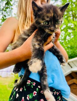 Katzenbaby Mädchen Schildplatt Kitten - Barkhagen