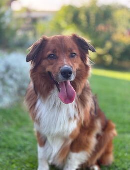 Ausi Rüde ( kastriert) - Erfurt Zentrum