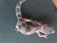 Leopardgecko weibchen Mack Snow - Winterthur