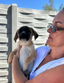 🌸 Violet 4 Monate sucht großes Glück - Kassel