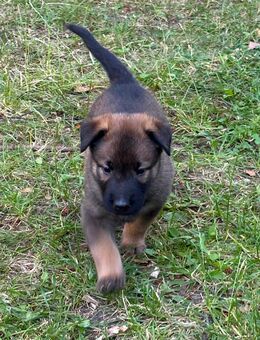 Belgische Schäferhundwelpen (Malinois) - Wedemark
