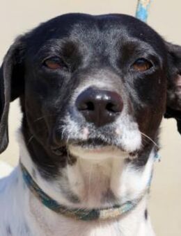 Gaia, diplomatisch, sanft, freundlich - Westerholt