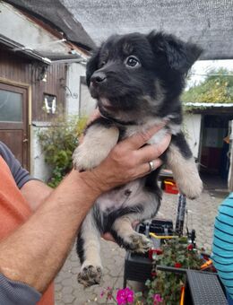 7x labrador Mix kleinbleibend 88 - Wurzen