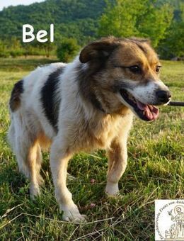 Bel Der Sanfte! - Kissing