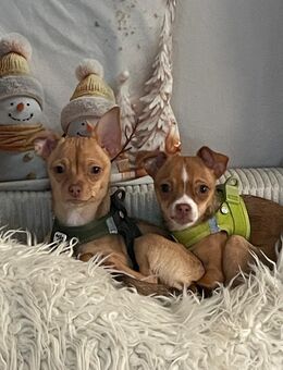 Chihuahua Welpen sind jetzt bereit für ein neues Zuhause - Scharbeutz