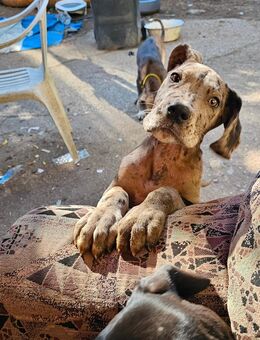 4 Deutsche Doggen Rüden suchen noch ! - Mühlberg (Elbe) Zentrum