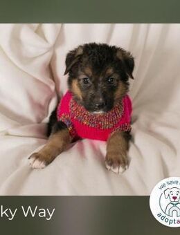 Milky Way sucht ein Zuhause - Kirchzell