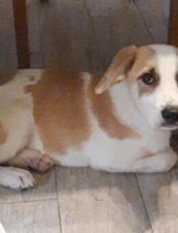 Cooper neugieriger Mischling-Bub - Kassel