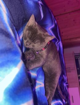 Babykatze britisch kurzhaar - Wörthsee