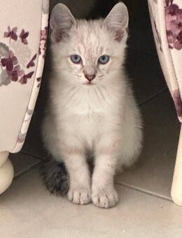 Siam Kitten - Hamburg