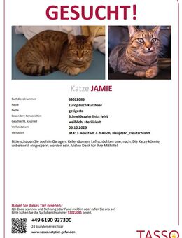 VERMISST! Katze „Jamie“ – 100 € Finderlohn! - Neustadt (Aisch)