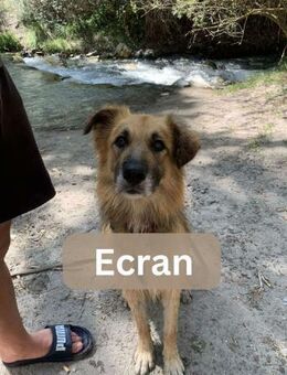 ECRAN, m., kastr., Mischling, ca. 55 cm - Sipplingen