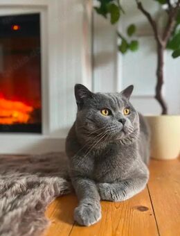 Bkh Kater auch neues Zuhause - Göttingen