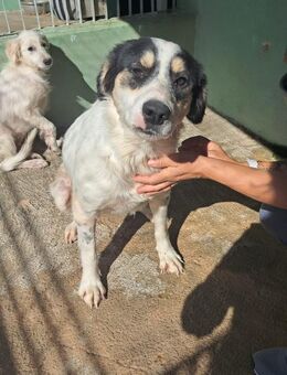 Laika - Mama mit Hundebub sucht ❤️❤️❤️ - Grevenbroich