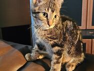 Kleiner Kater sucht zuhause - Duisburg