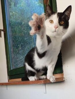 Zurückhaltender Merkur - Ellerbek