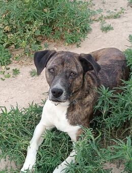 Ambra so menschenbezogen Alb - Ludwigshafen (Rhein)