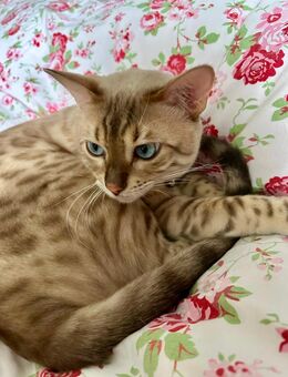 seltener Snow Lynx Bengal Kater zu verkaufen - Berlin