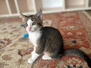🐾 Süße Babykatze männlich abzugeben – jetzt bereit zum Ausziehen! 🐱 - Bad König Zentrum