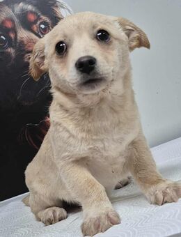 Maja sucht ein liebevolles Zuhause - Fließem