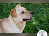 Cooper  aufgeweckter Hund sucht Familie - Kirchzell