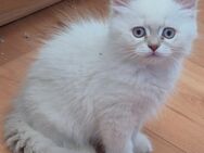 BLH Point Kitten mit vererbten blauen Augen - Magdeburg