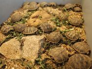 Verkaufe Griechische Landschildkröten Testudo Hermanni NZ 08/2022 - Lichtenberg (Erzgebirge)