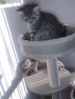 BKH Kitten - Lahr (Schwarzwald)