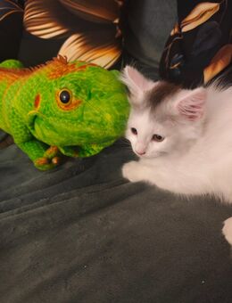 Süße Maine Coon Kitten zu verkaufen - Großenhain