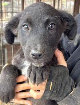 JUSSI ~kleiner süßer schwarzer Hundebub - Duisburg