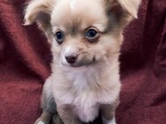 Wunderschöne Langhaar Chihuahua Rüden! - Gladbeck