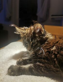 Maine Coon Junge. Reinrassig - Mayen
