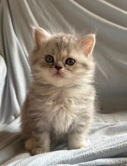 BLH Kitten - Oeschenbach