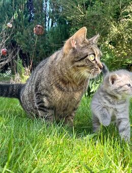Kleine BKH Misch Kätzchen / Kitten suchen ein neues Zuhause - Hamburg Wandsbek