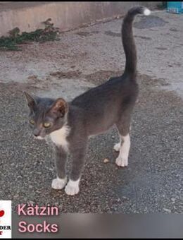 Hübsche Socks sucht ihre Familie - Margetshöchheim