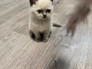 2 BKH kitten suchen liebevolles Zuhause - Marl (Nordrhein-Westfalen)