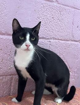 Hugo aus dem Tierschutz - Grevenbroich