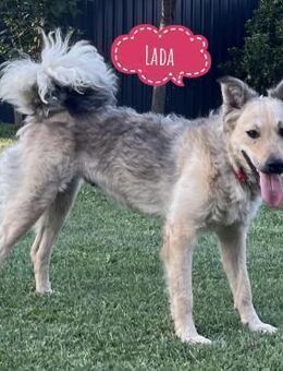 Lada eine gefangene Seele - Flörsheim-Dalsheim