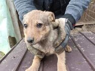 LEVI - ein kleiner Herzensbrecher - Rambin