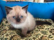 Britisch Kurzhaar Kitten / Katzenbabys (BKH) - reinrassig - 3 Männchen, 1 Weibchen - Dortmund