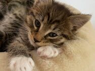 Babykatze-Katzenbaby-Kater-Tigerkätzchen - Wildau