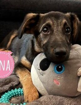 Luna - tolles Hundekind - in Frankfurt - Flörsheim-Dalsheim