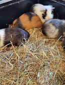 7 Meerschweinchen in 31606