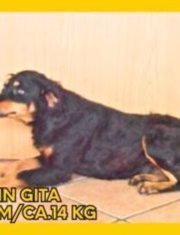 Gita sucht Zuhause oder Pflegestelle - Margetshöchheim