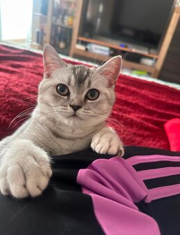 Britisch kurzhaarige kitten - Frankfurt (Main)