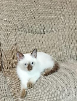 Siam Prinzessin Kitten 🐱❤️ - Köln