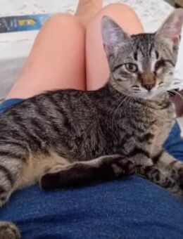 Jasmine aus dem Tierschutz - Grevenbroich