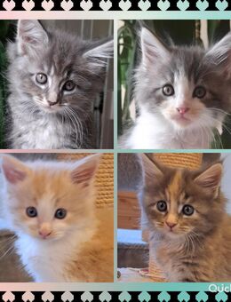 Norwegische Waldkatze - Maine Coon Mix - Sarzbüttel