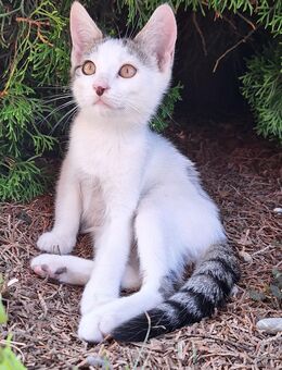 Kleines Kätzchen / Kater sucht neues Zuhause - Maselheim